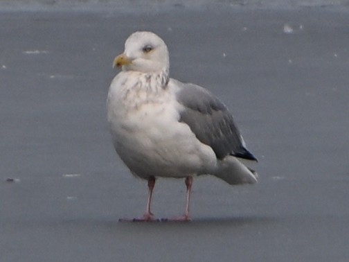 Larus sp. - ML647103619