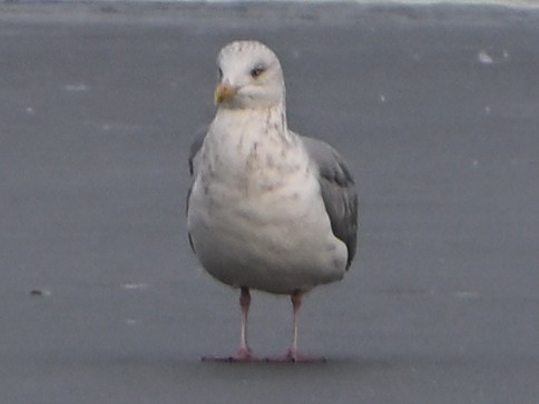 Larus sp. - ML647103620