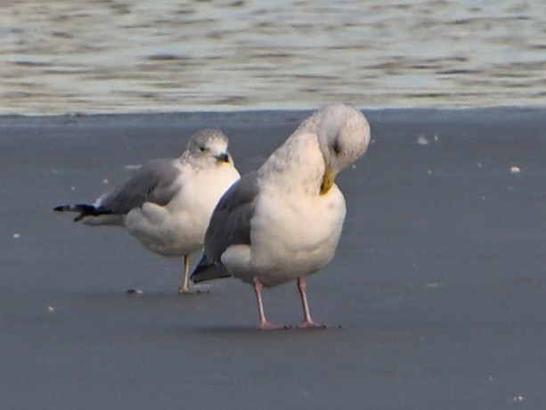 Larus sp. - ML647103621