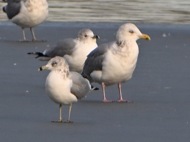 Larus sp. - ML647103622