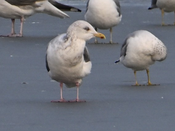 Larus sp. - ML647103623