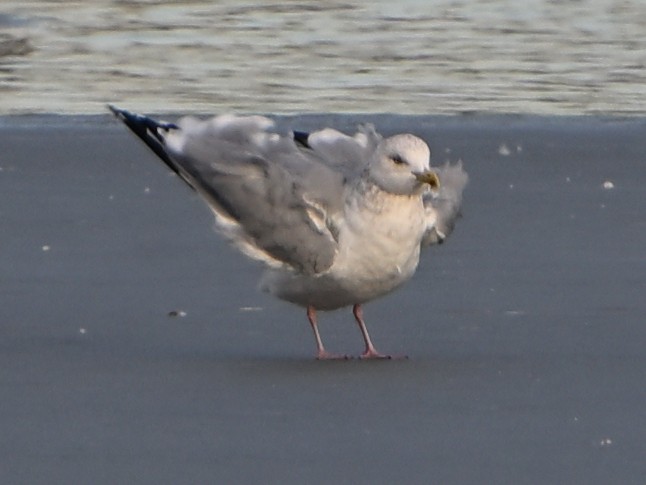 Larus sp. - ML647103624
