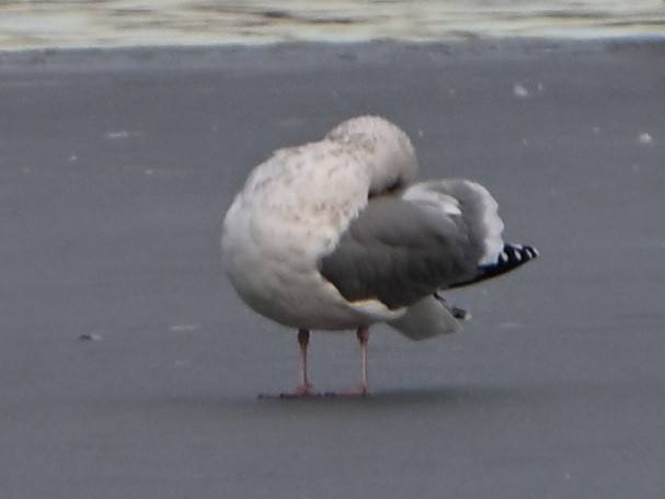 Larus sp. - ML647103625