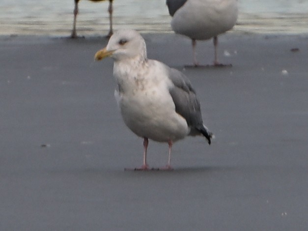 Larus sp. - ML647103626