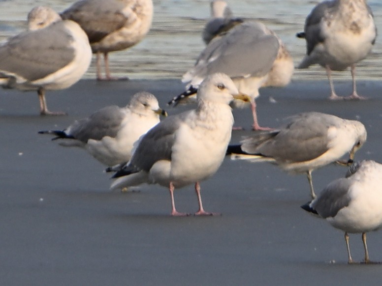 Larus sp. - ML647103627