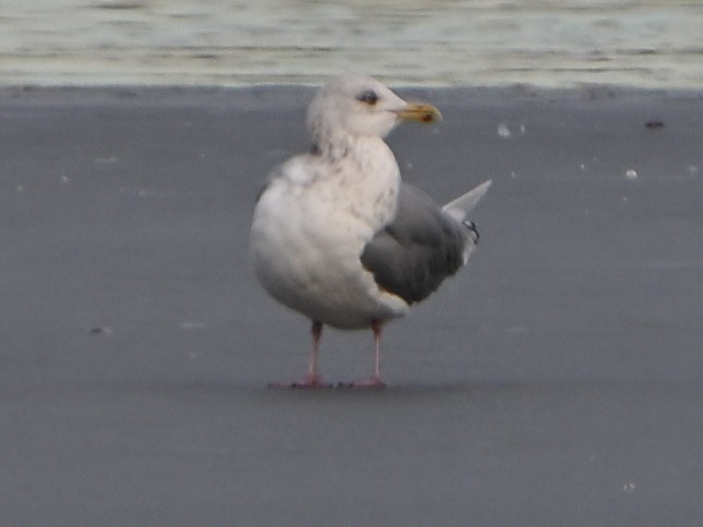 Larus sp. - ML647103628