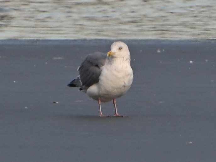 Larus sp. - ML647103629