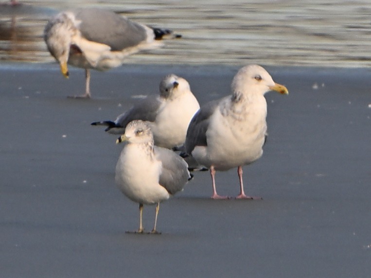 Larus sp. - ML647103630