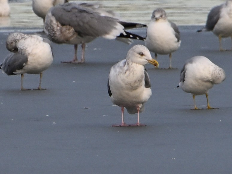 Larus sp. - ML647103631