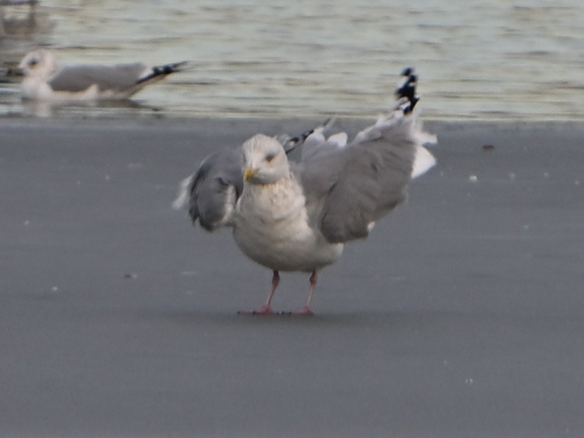 Larus sp. - ML647103632