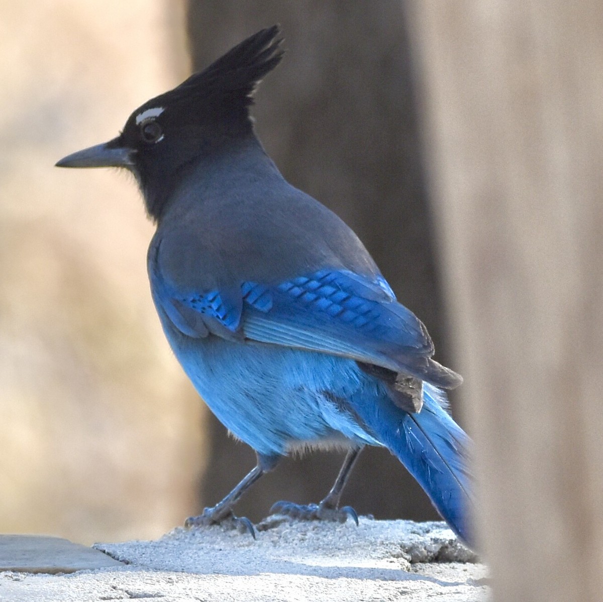 Steller's Jay - ML647103647
