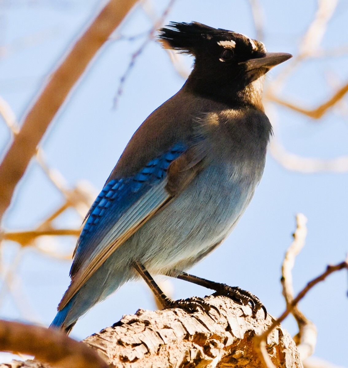 Steller's Jay - ML647103651