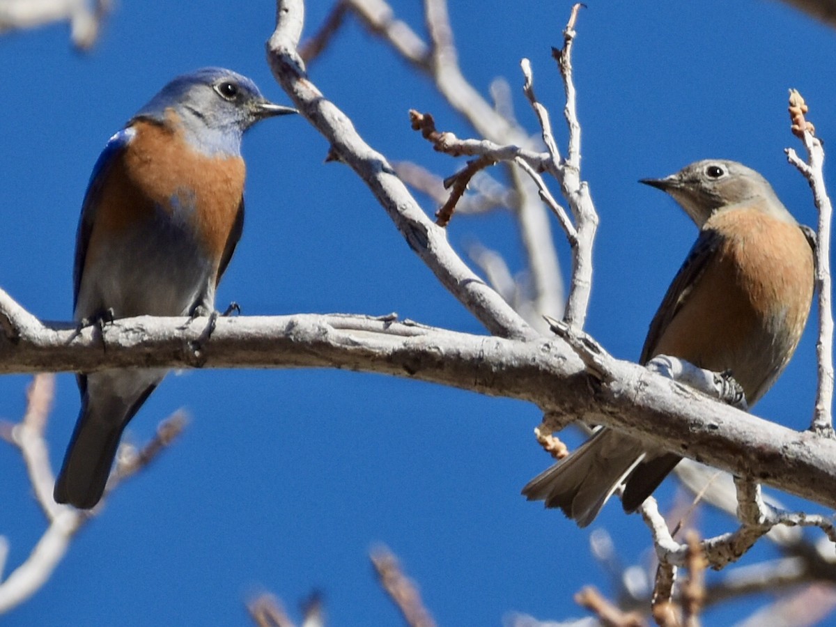 Западная сиалия - ML647103664