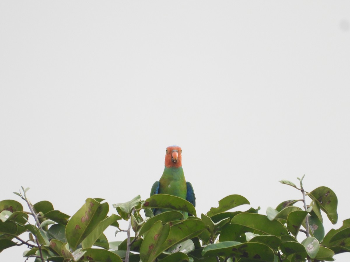 Лоріто червоноголовий - ML647103682