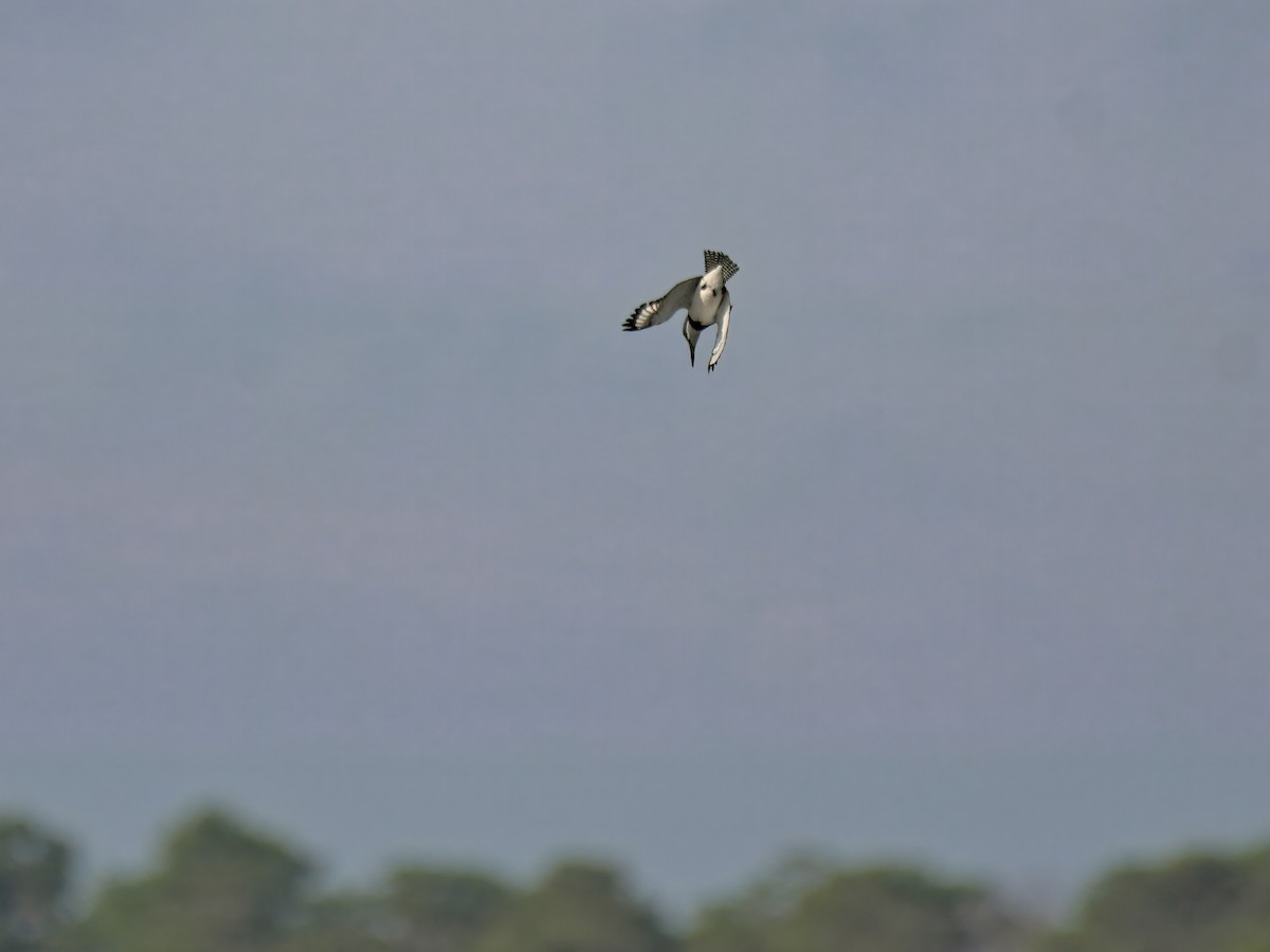 שלדג אמריקני - ML647103683