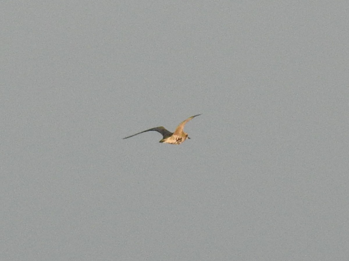 Азийн сүвээ цагаан - ML647103691