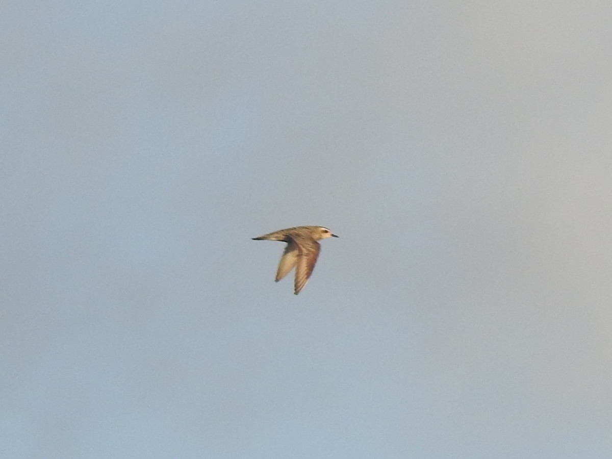 Азийн сүвээ цагаан - ML647103692