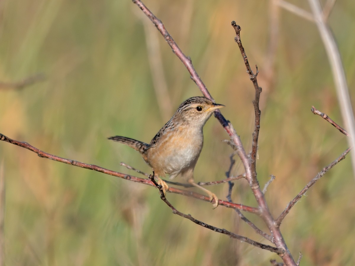 Тростниковый крапивник - ML647103698