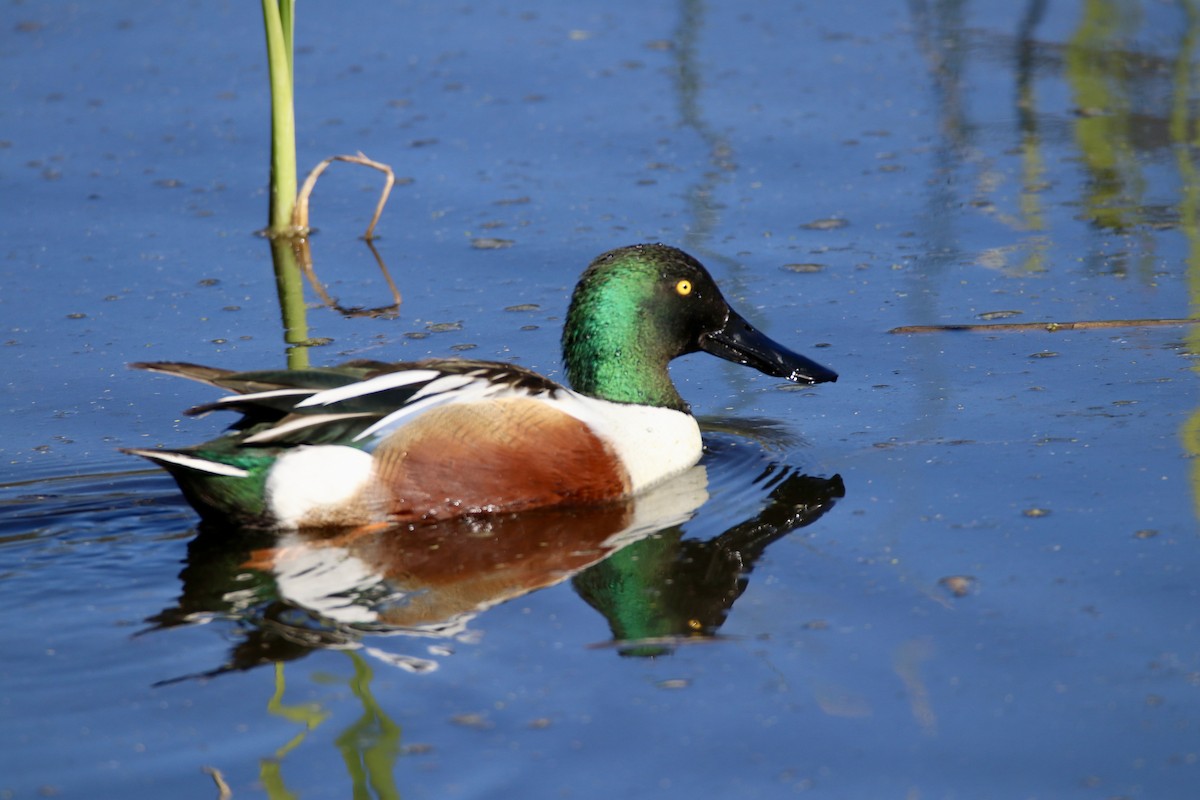 Mestolone - ML647103708