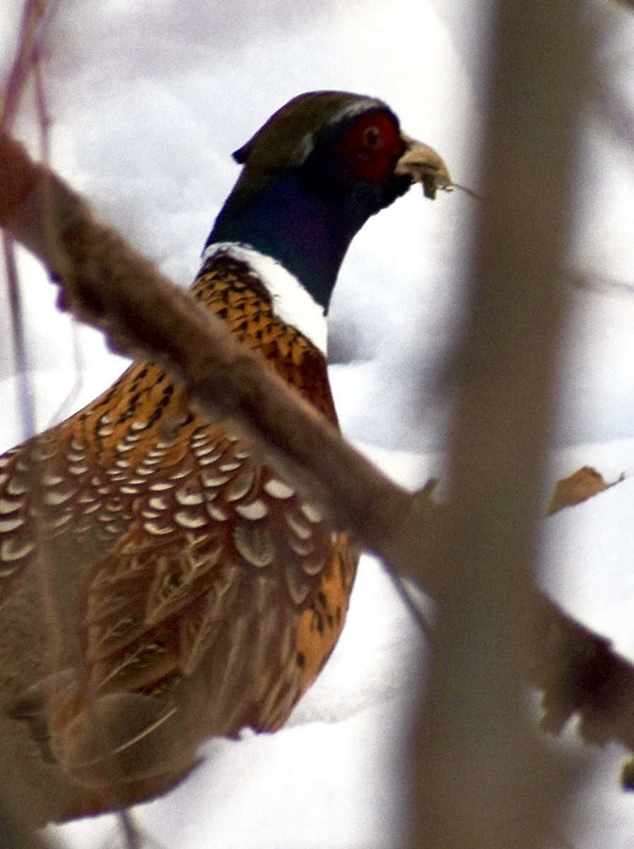 Зэрлэг гургуул - ML647103725