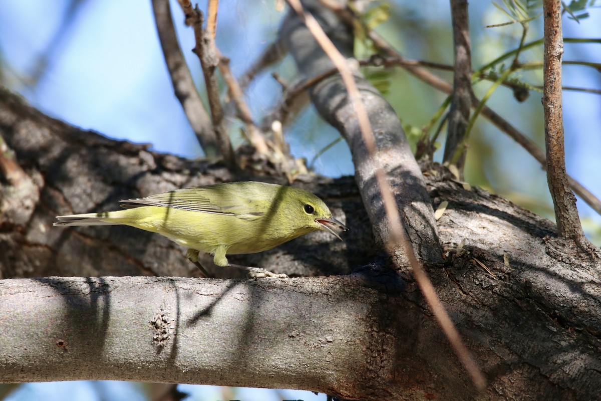 Orange-crowned Warbler - ML647103726