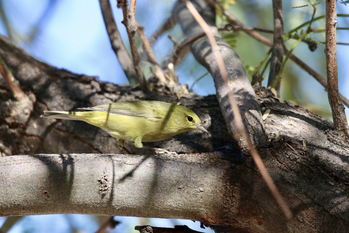 Orange-crowned Warbler - ML647103727
