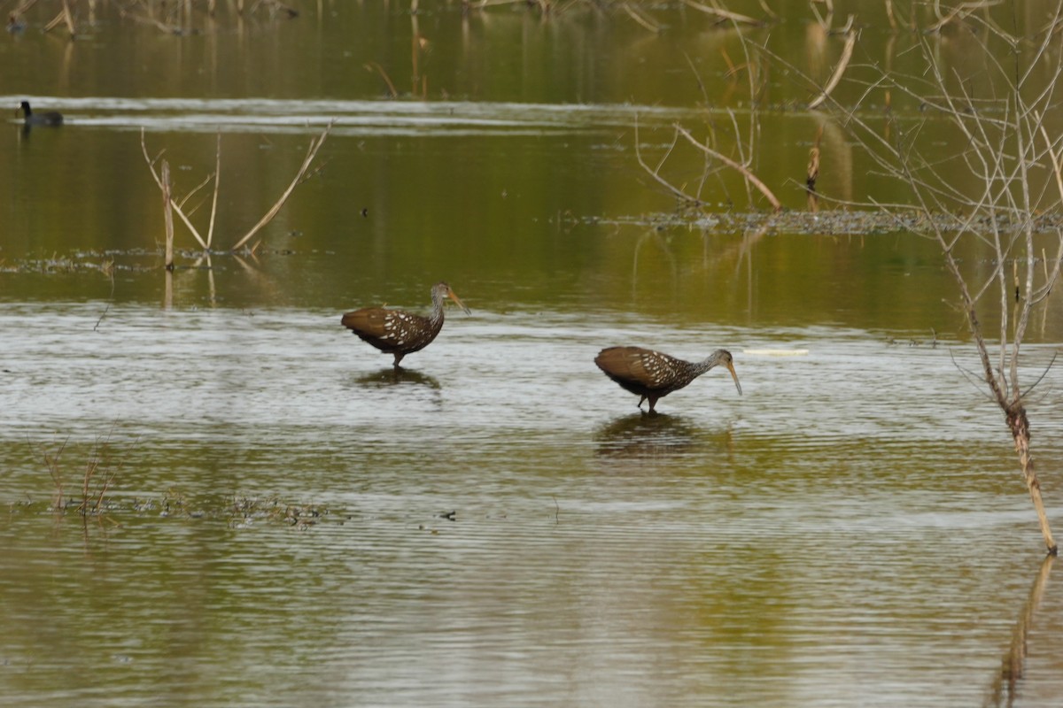 kurlan chřástalovitý - ML647103728