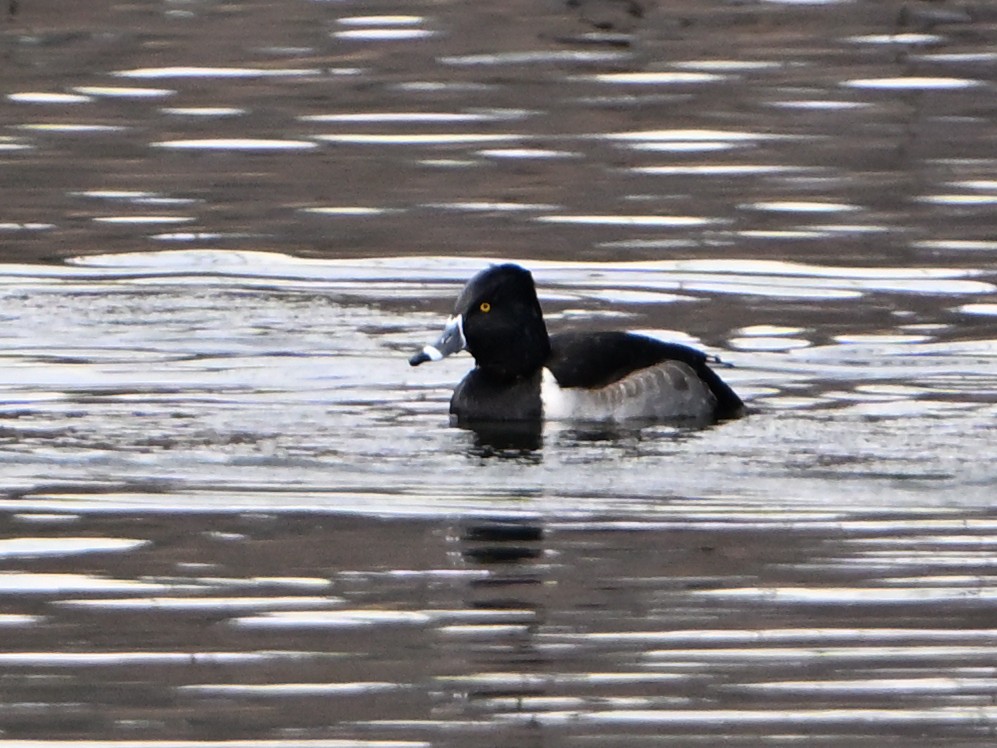 Ring-necked Duck - ML647103739