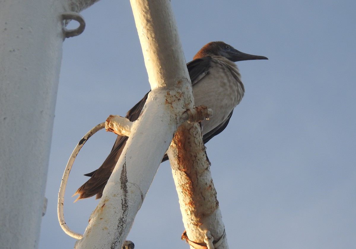 Сула червононога - ML647103744