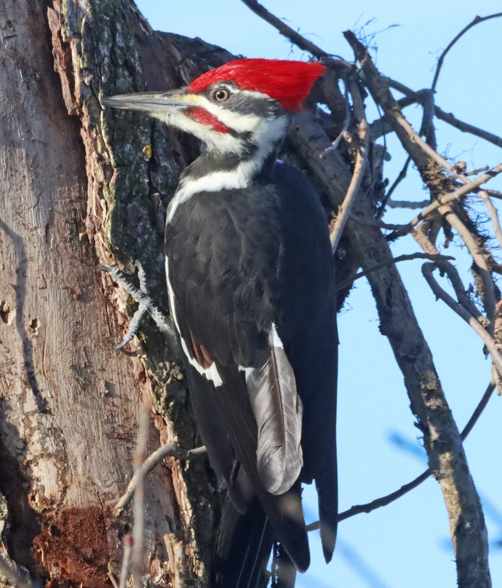 hvitbrynsvartspett - ML647103745