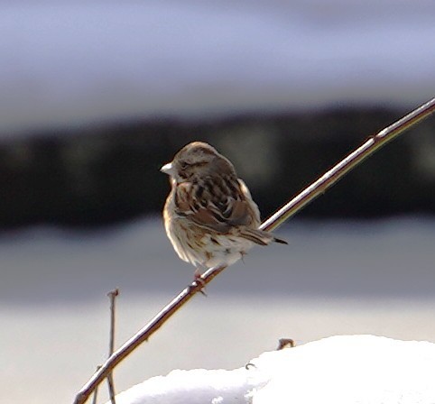 Song Sparrow - ML647103749