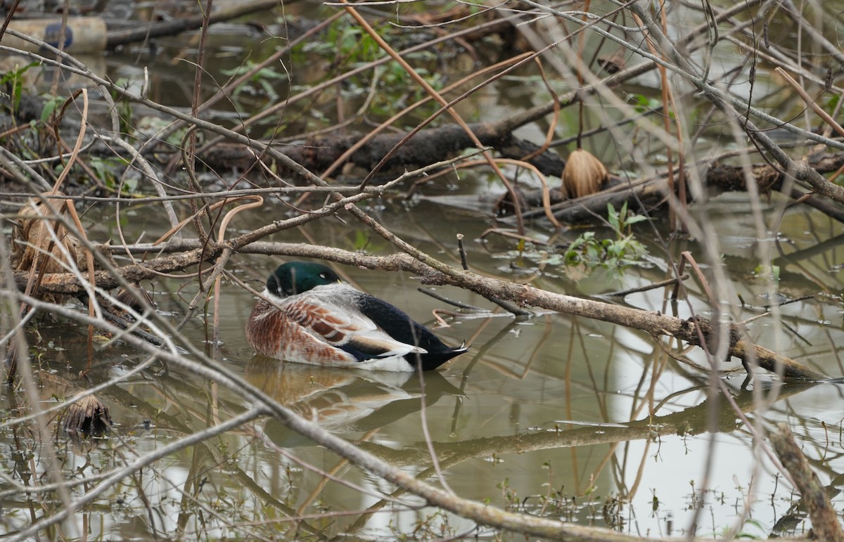 kachna divoká - ML647103751