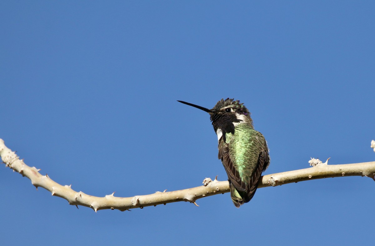 Costa's Hummingbird - ML647103752