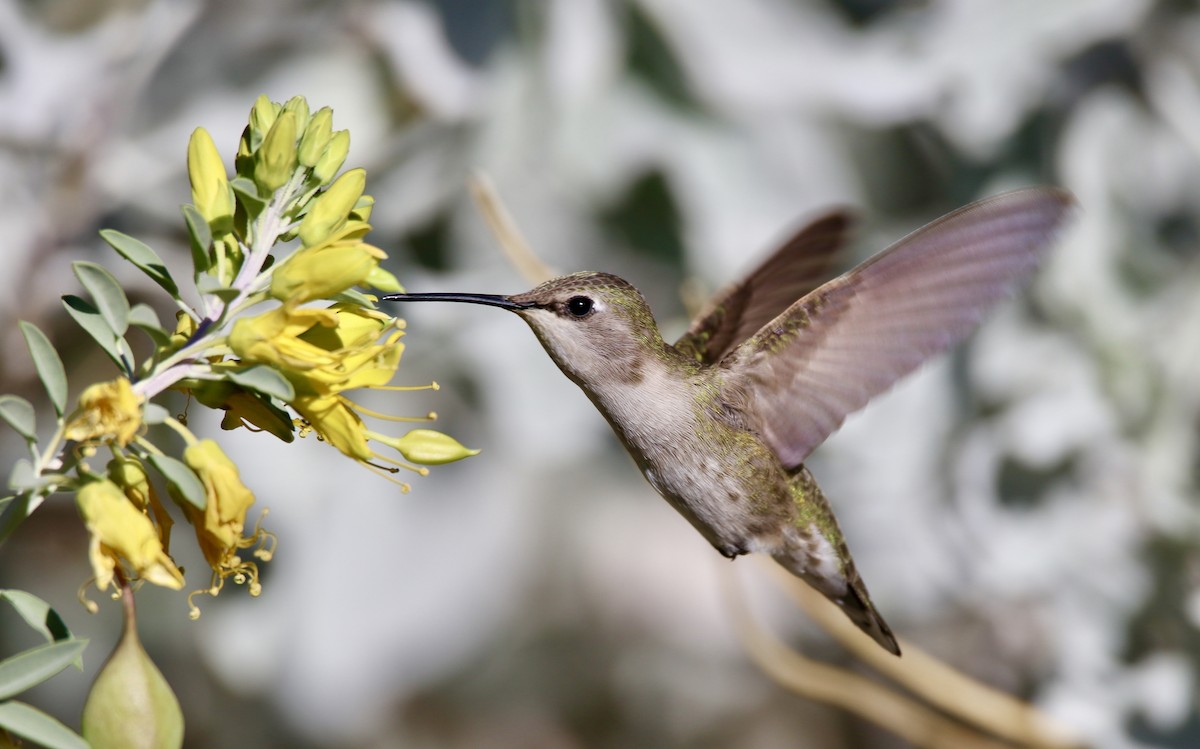 Costa's Hummingbird - ML647103753