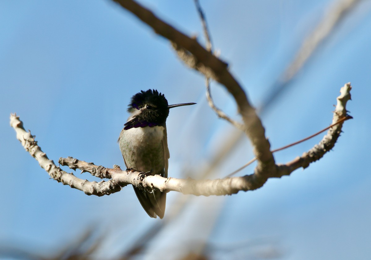 Costa's Hummingbird - ML647103754