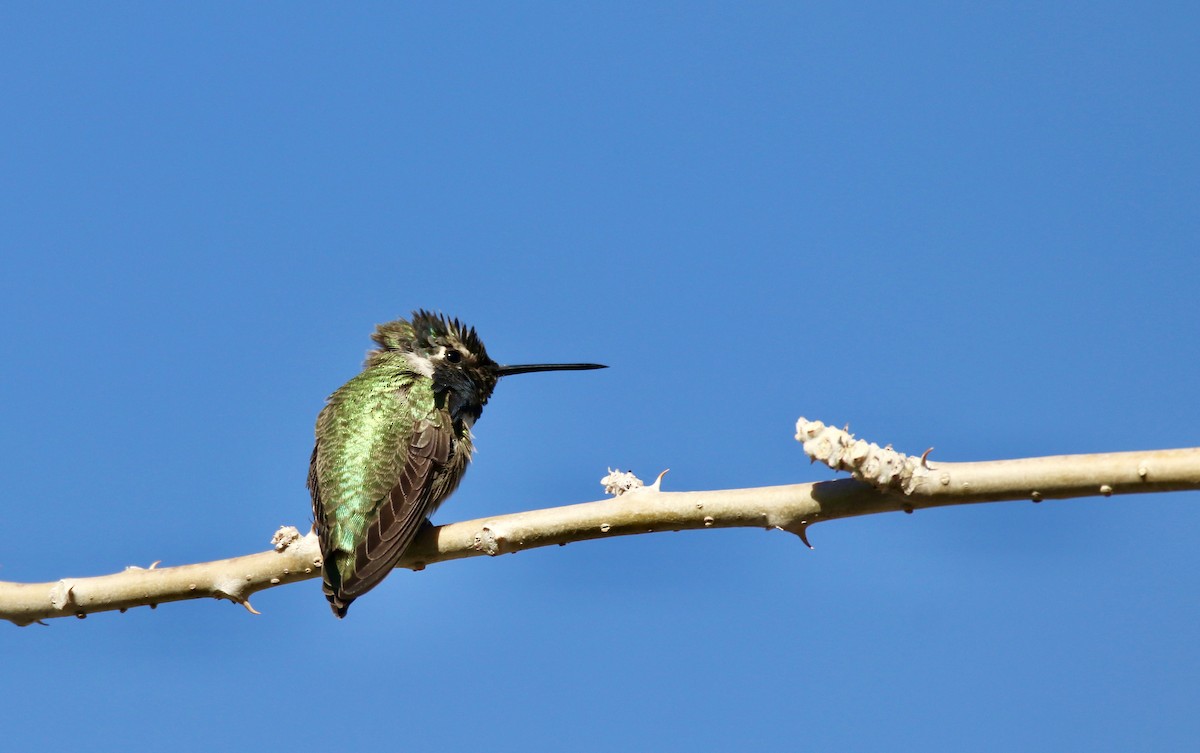 Costa's Hummingbird - ML647103755