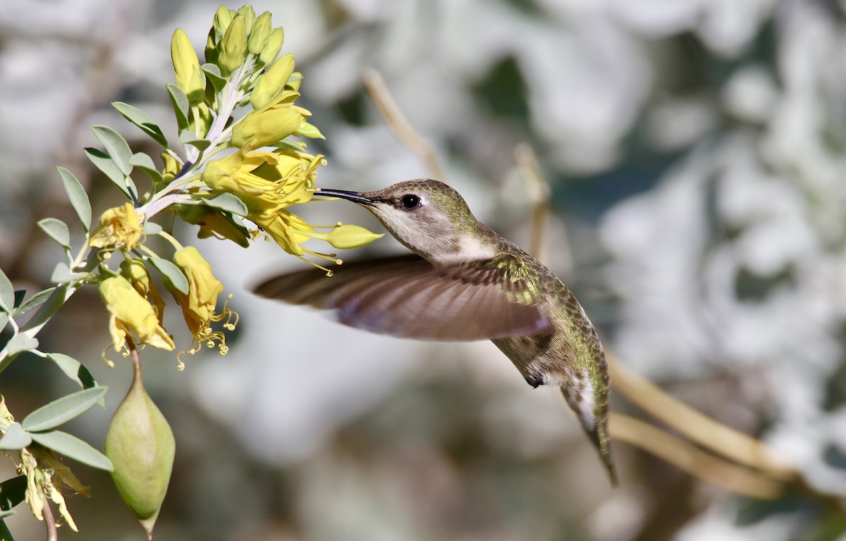 Costa's Hummingbird - ML647103756