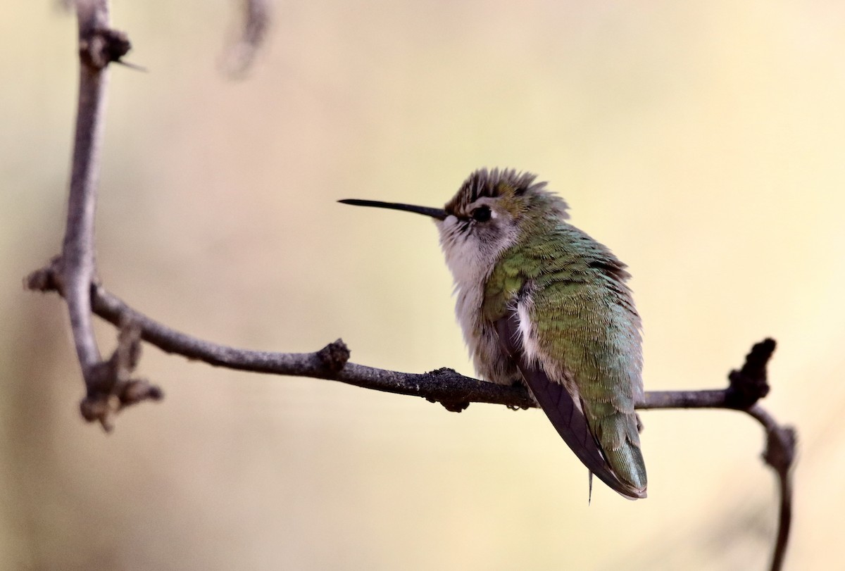 Costa's Hummingbird - ML647103757