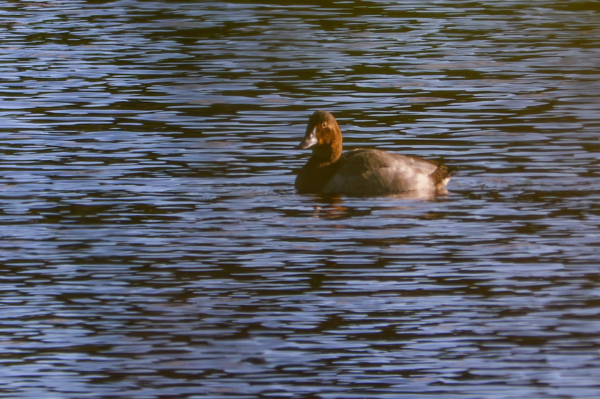 Canvasback - ML647103761