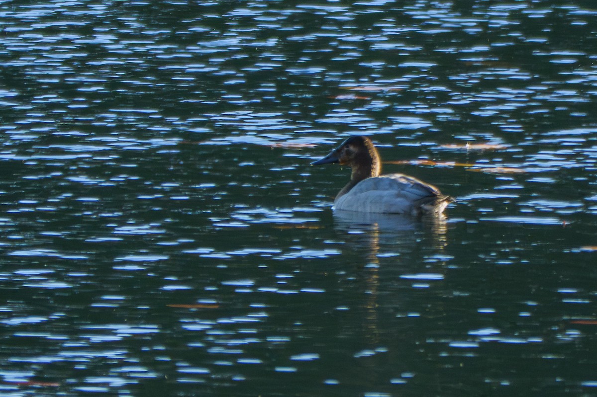 Canvasback - ML647103762