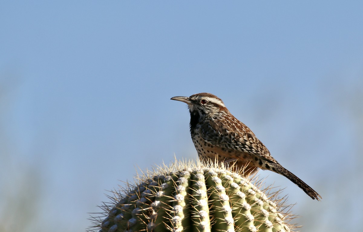 Cactus Wren - ML647103773