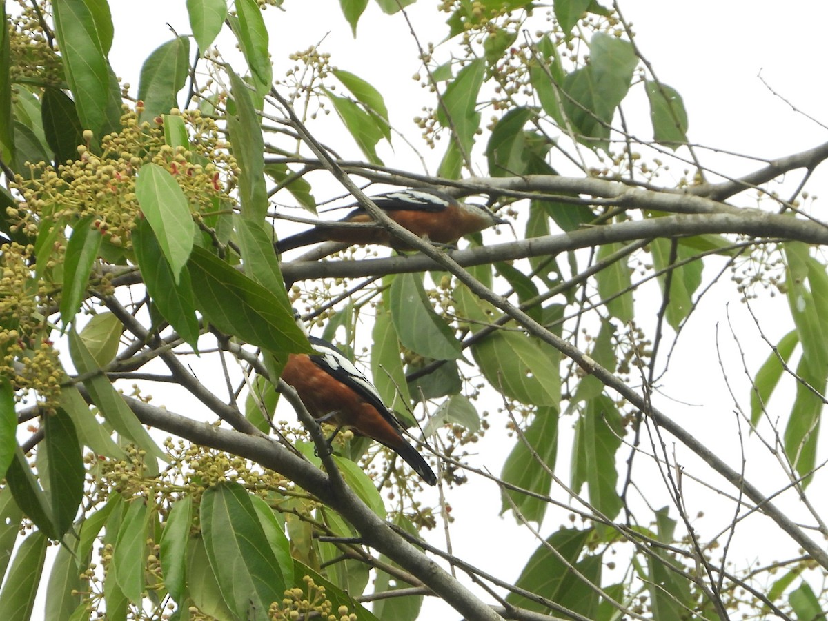 Rufous-bellied Triller - ML647103783