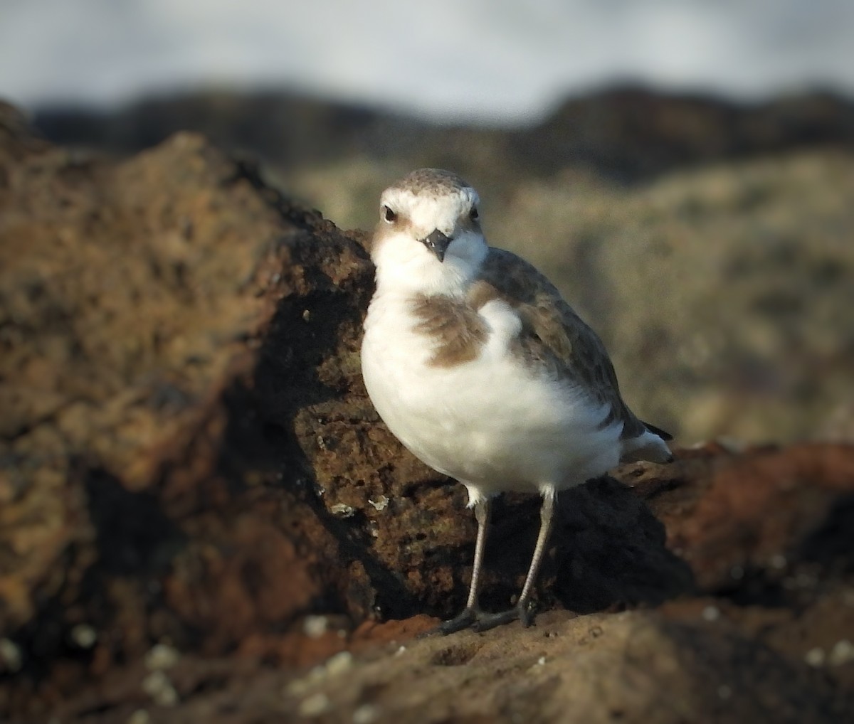 Tibet Cılıbıtı - ML647103786