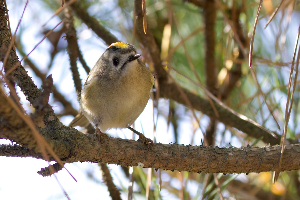 Goldcrest - ML647103792