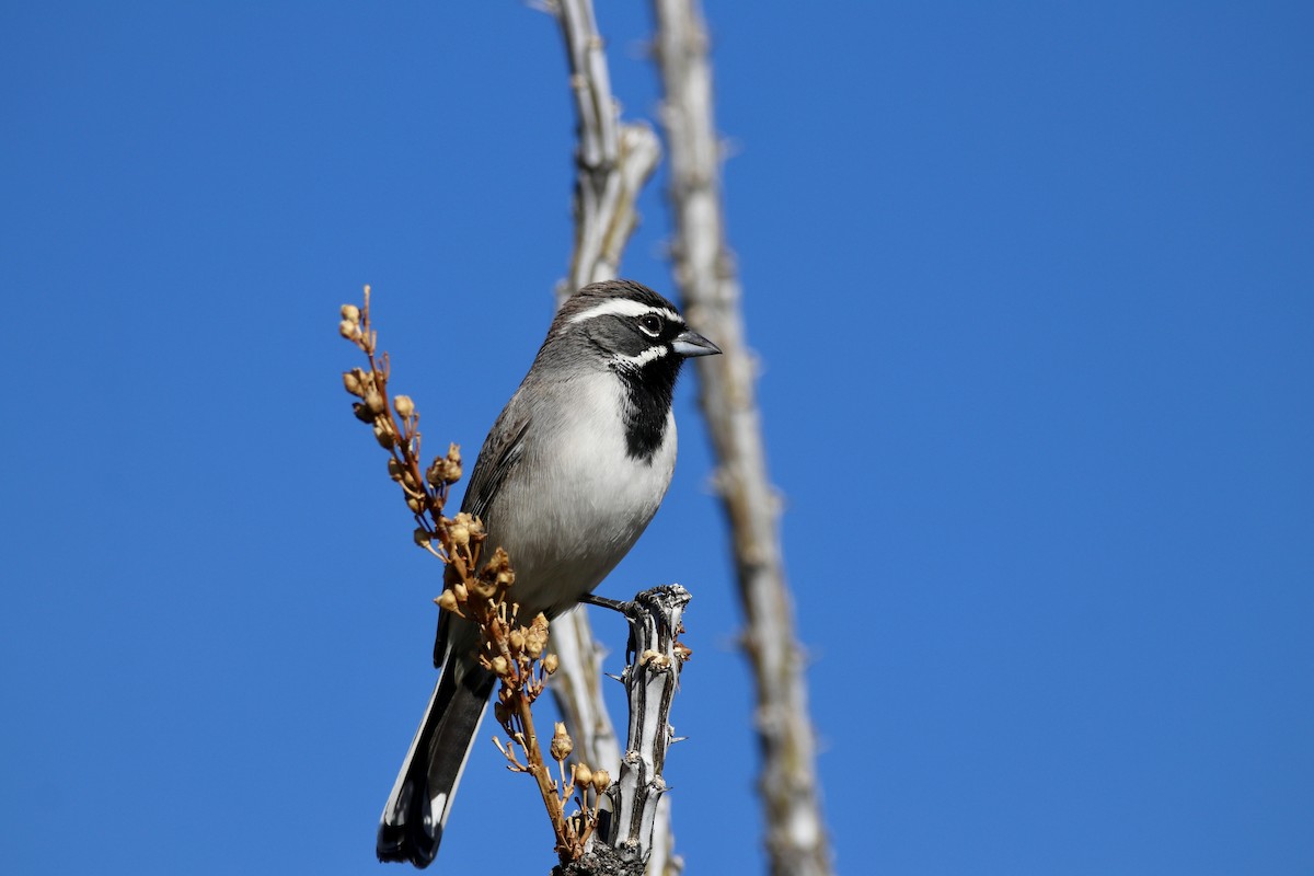 Black-throated Sparrow - ML647103796