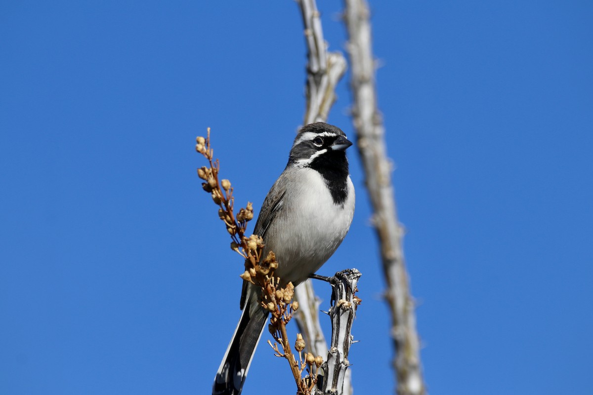 Black-throated Sparrow - ML647103797