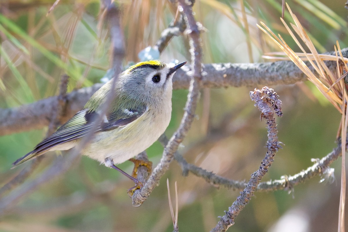 Goldcrest - ML647103798