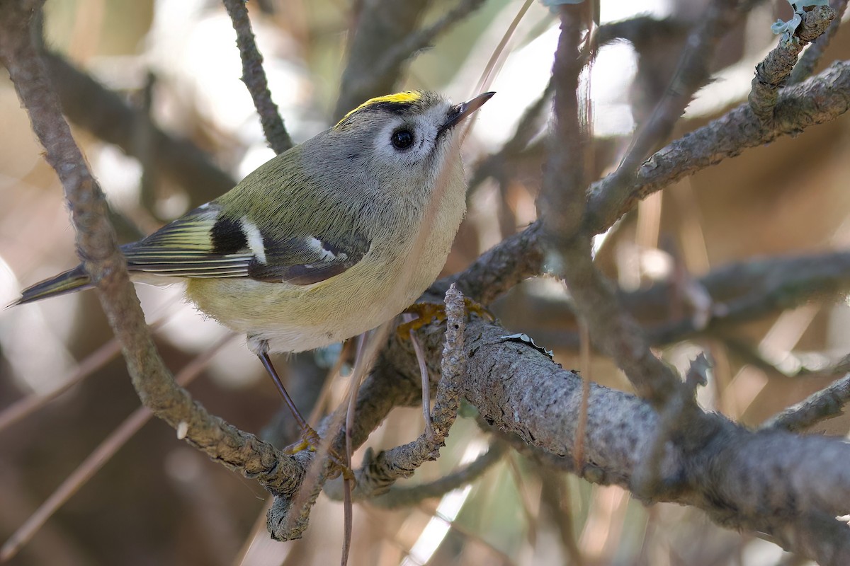Goldcrest - ML647103799