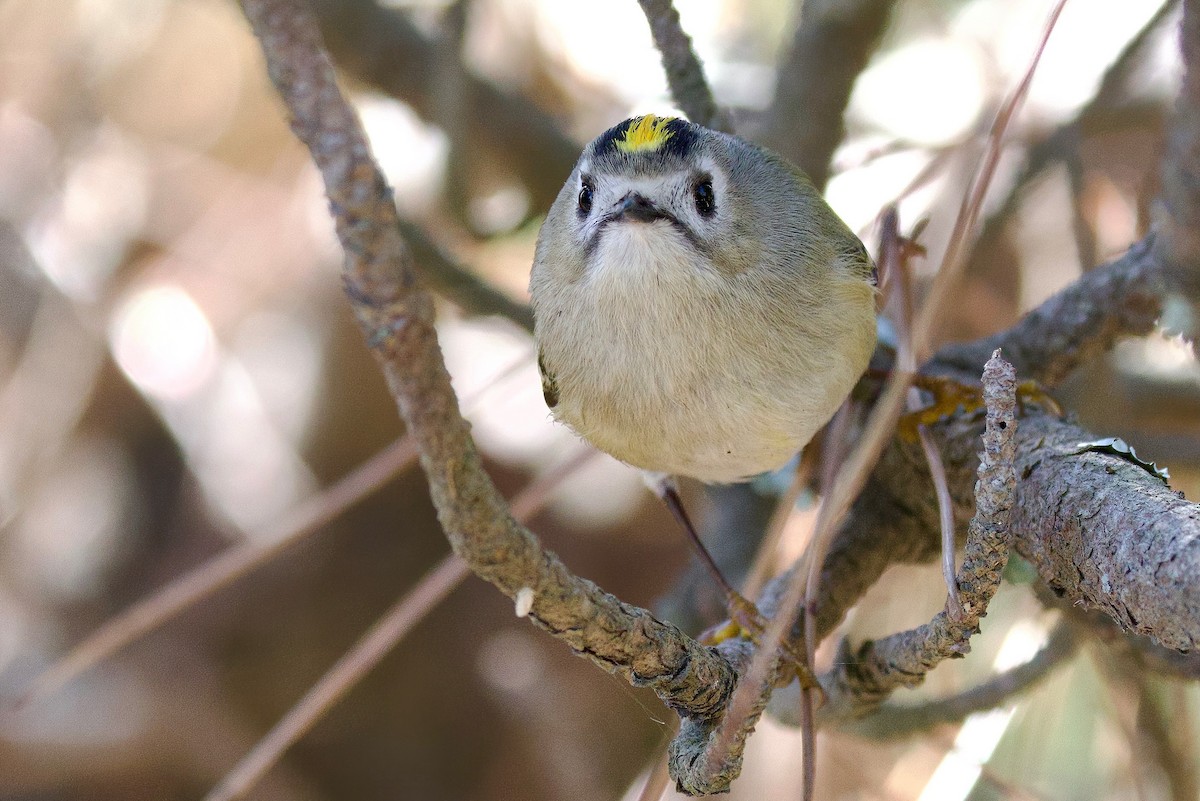 Goldcrest - ML647103800