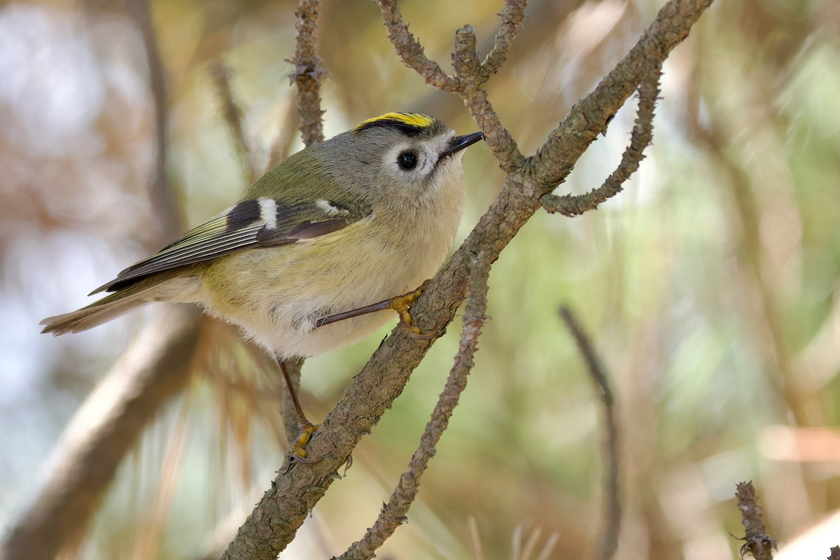 Goldcrest - ML647103802